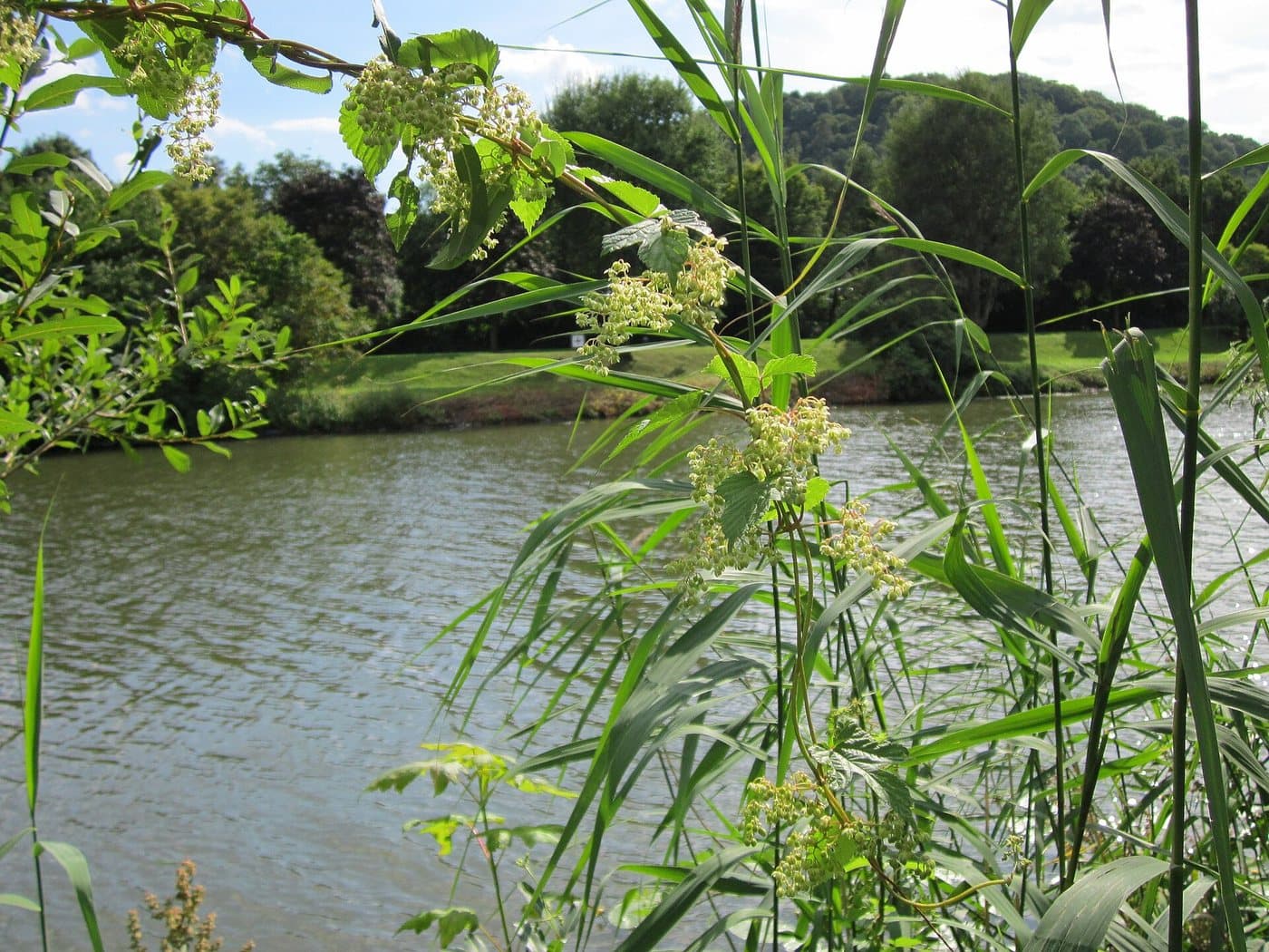 Foto van Hop (Humulus lupulus)