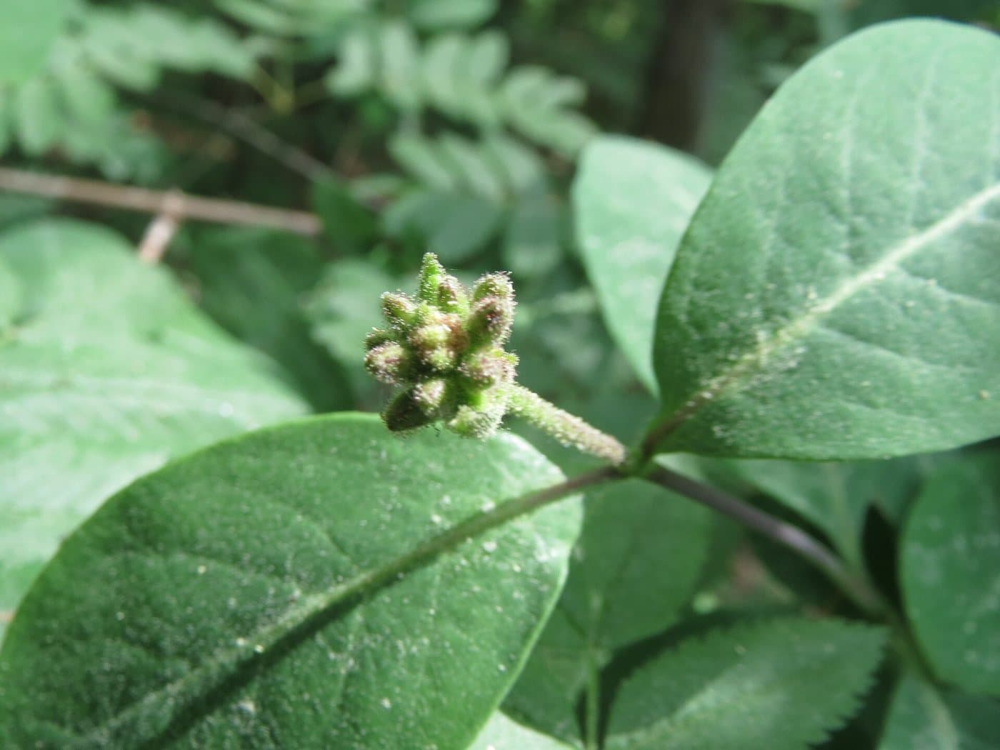 Foto van Wilde kamperfoelie (Lonicera periclymenum)