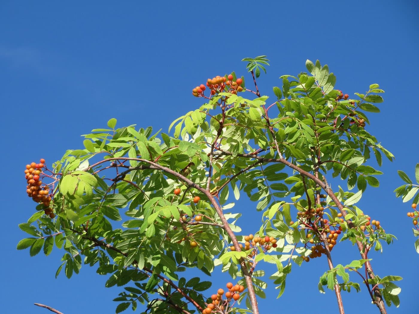 Foto van Wilde lijsterbes (Sorbus aucuparia)