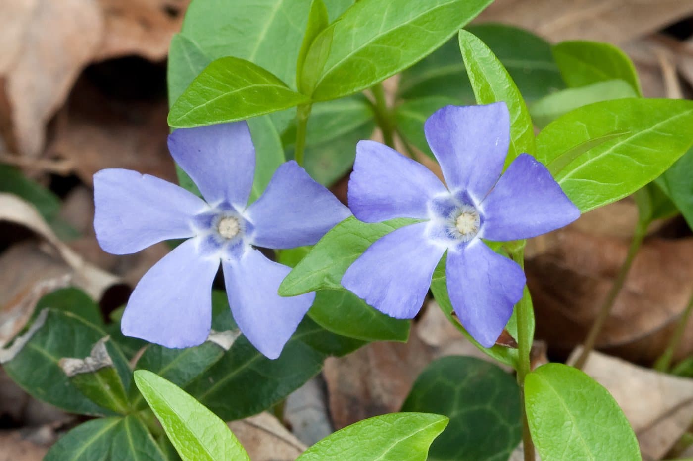 Foto van Kleine maagdenpalm (Vinca minor)