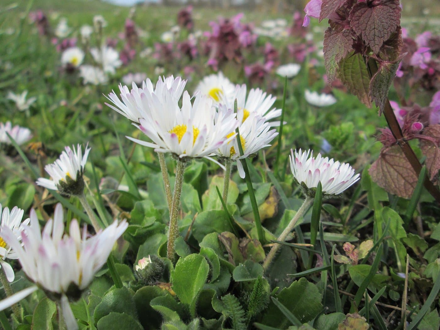 Foto van Madeliefje (Bellis perennis)
