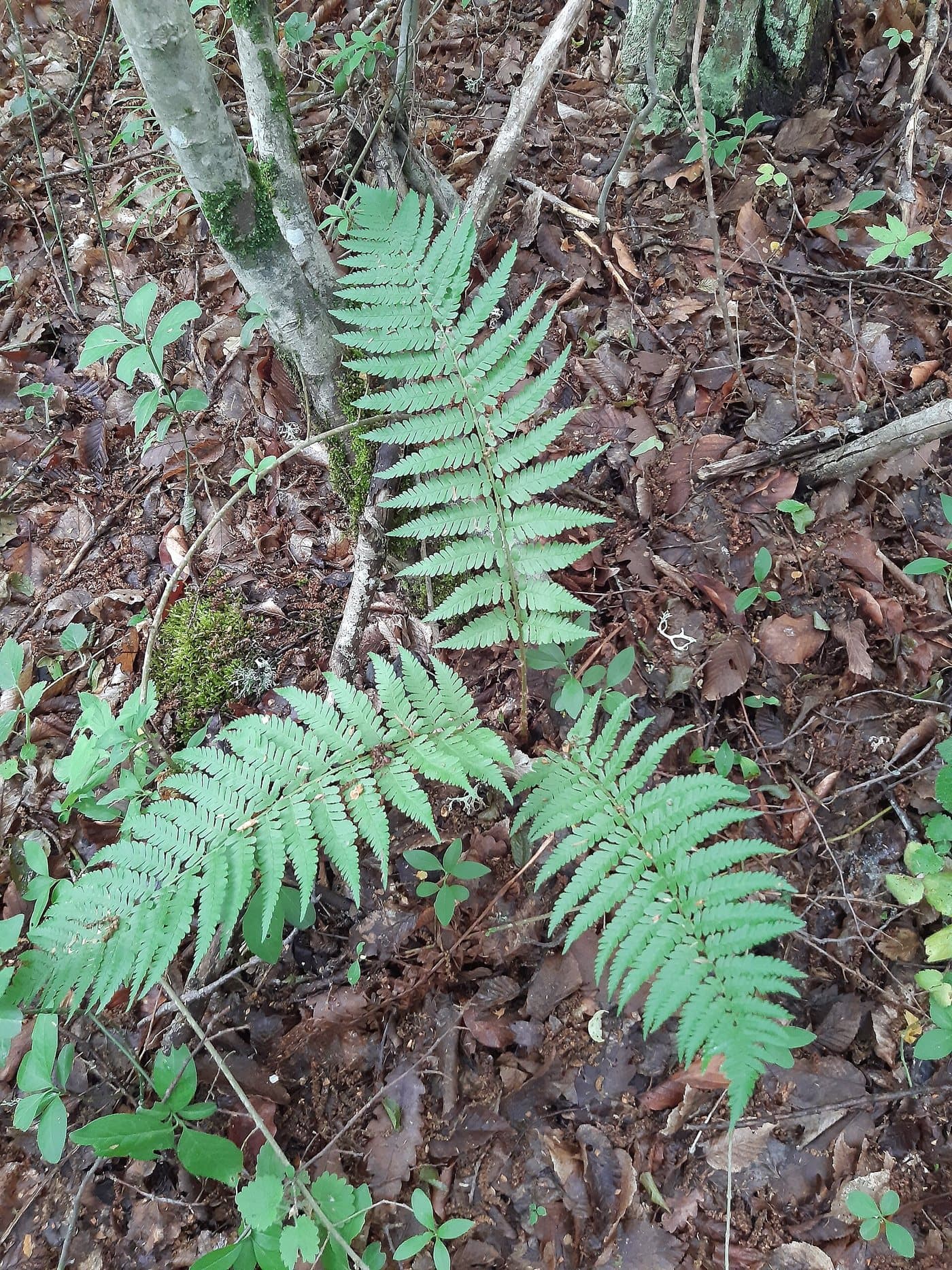 Foto van Mannetjesvaren (Dryopteris filix-mas)