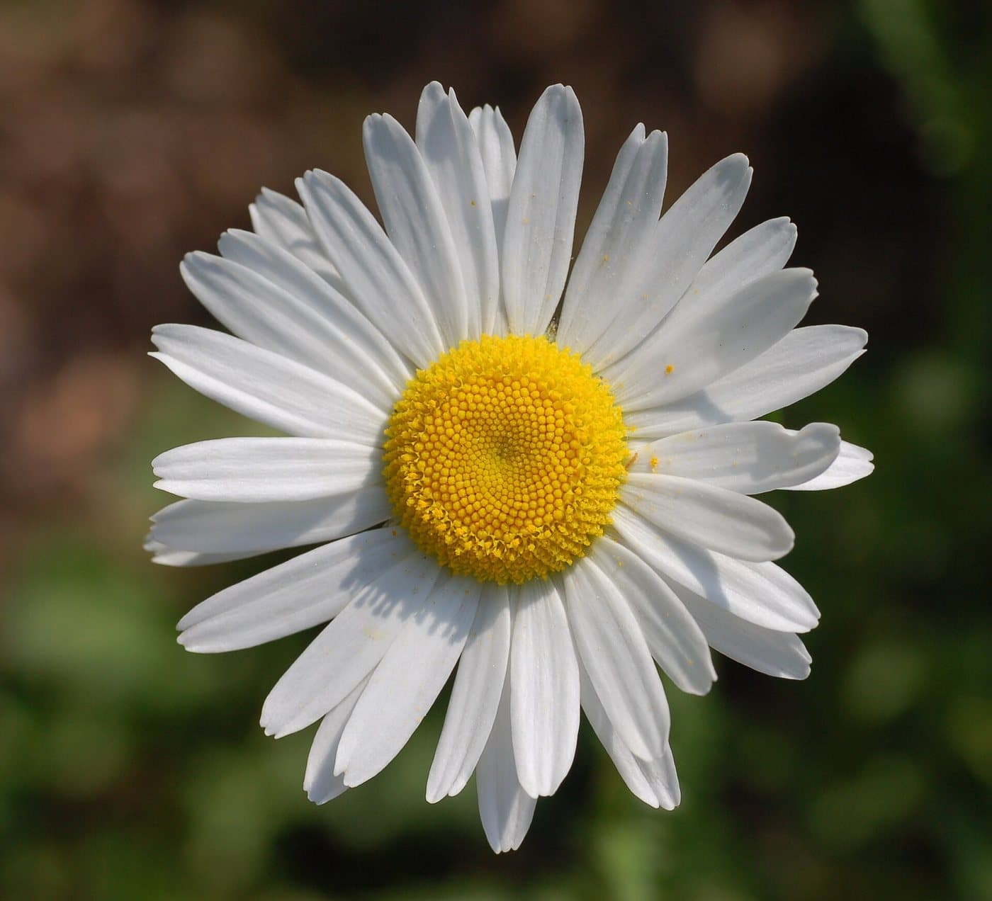 Foto van Gewone margriet (Leucanthemum vulgare)