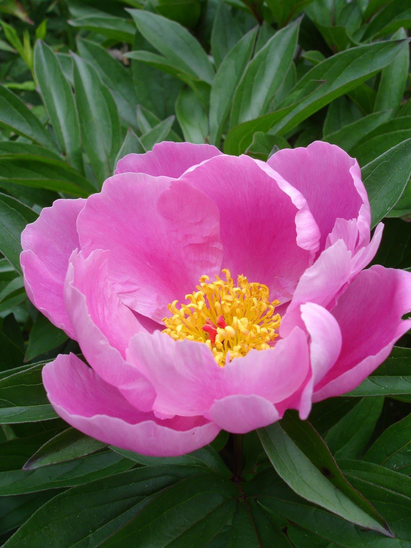 Foto van Pioenroos (Paeonia lactiflora)