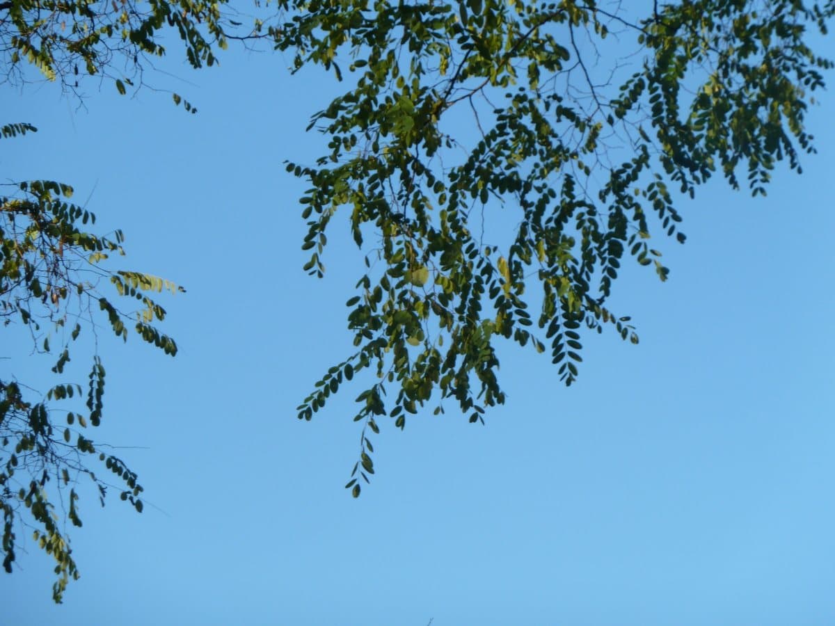 Foto van Robinia (Robinia pseudoacacia)