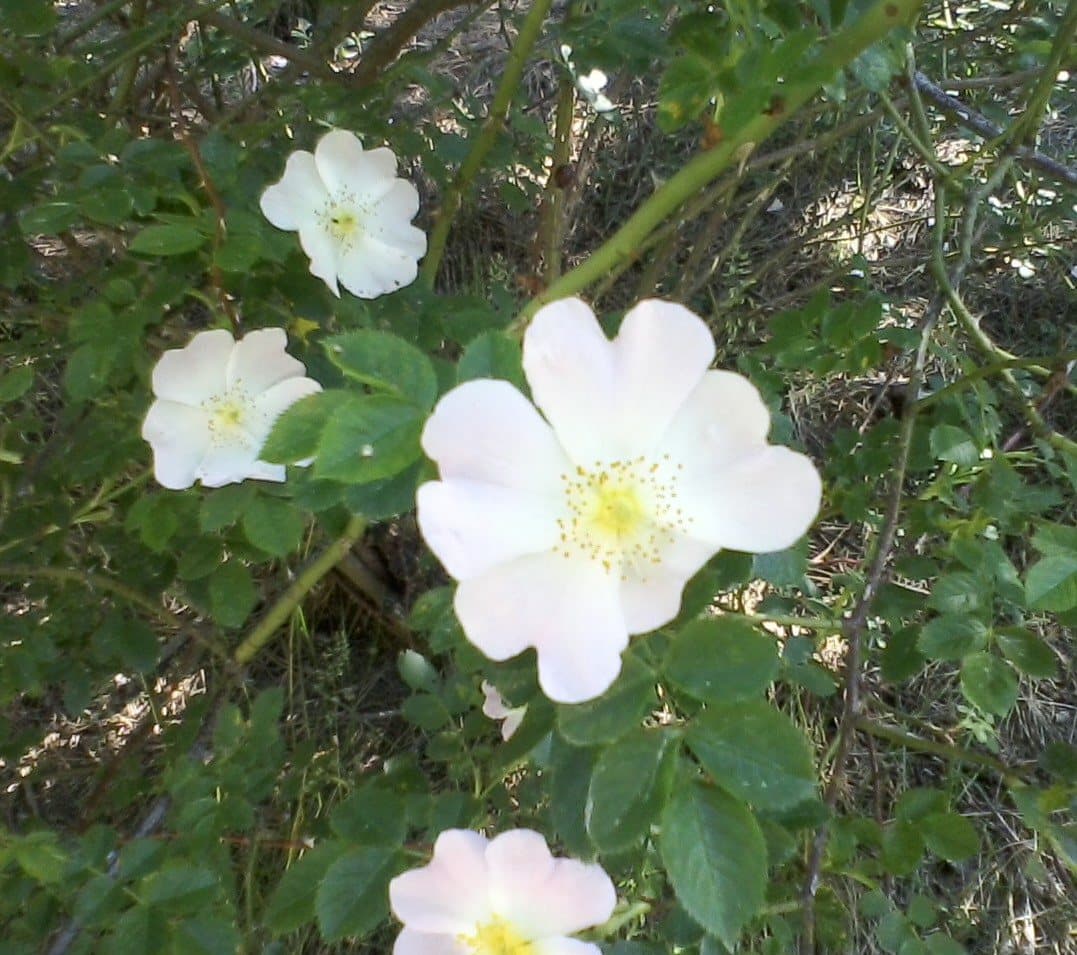 Foto van Roos (Rosa)
