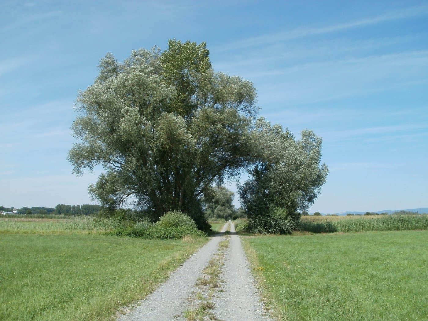 Foto van Schietwilg (Salix alba)