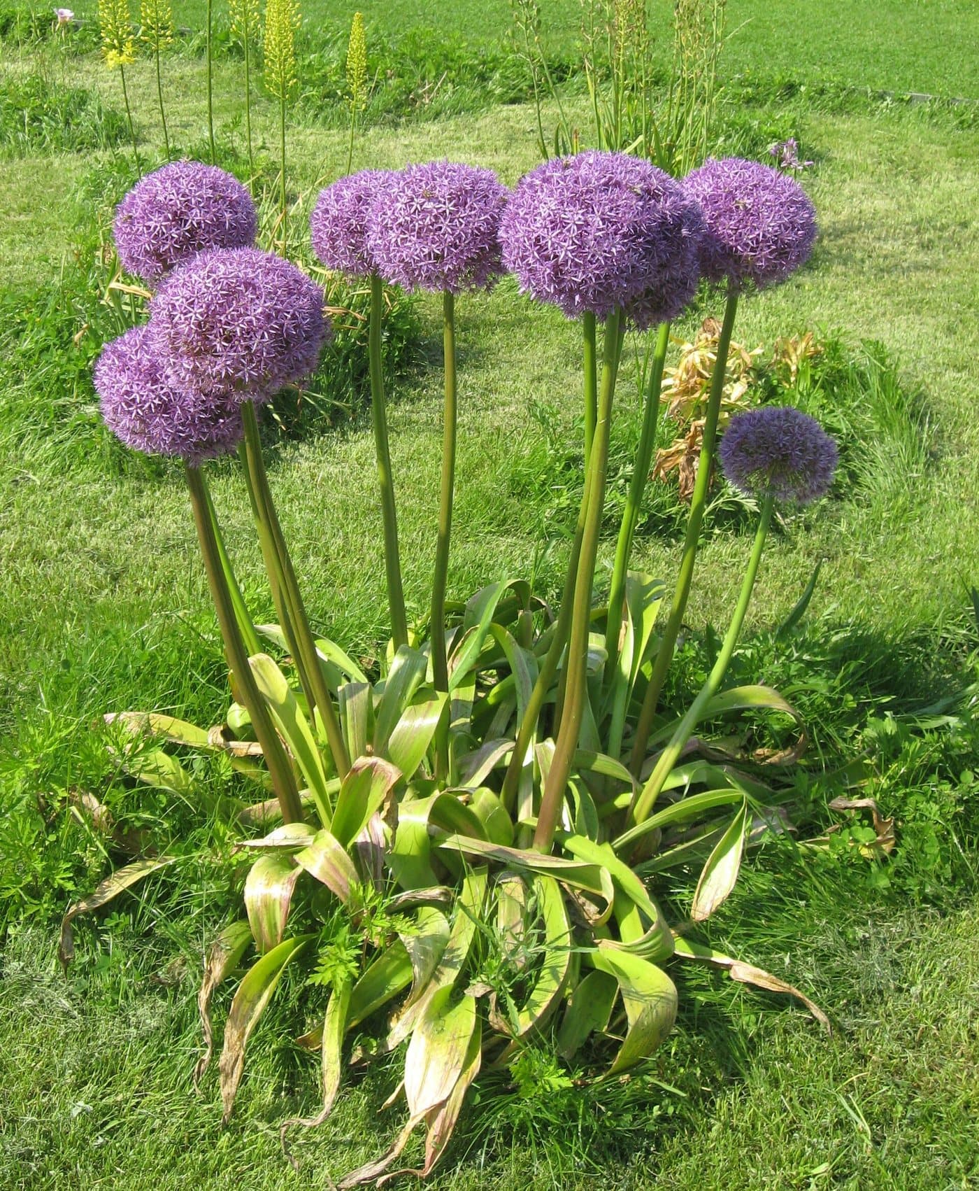 Foto van Sierui (Allium hollandicum)