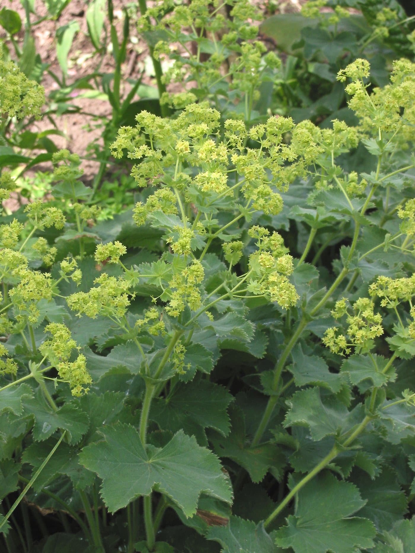 Foto van Vrouwenmantel (Alchemilla mollis)