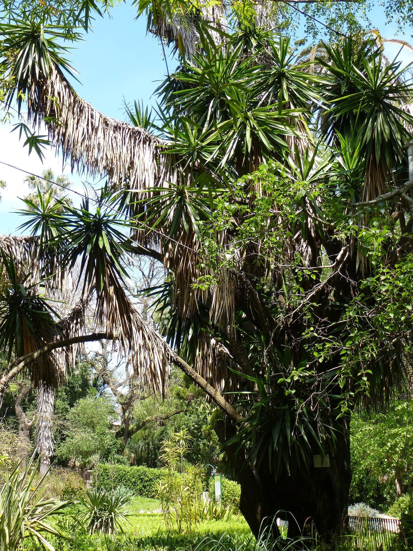 Foto van Yucca (Yucca gigantea)