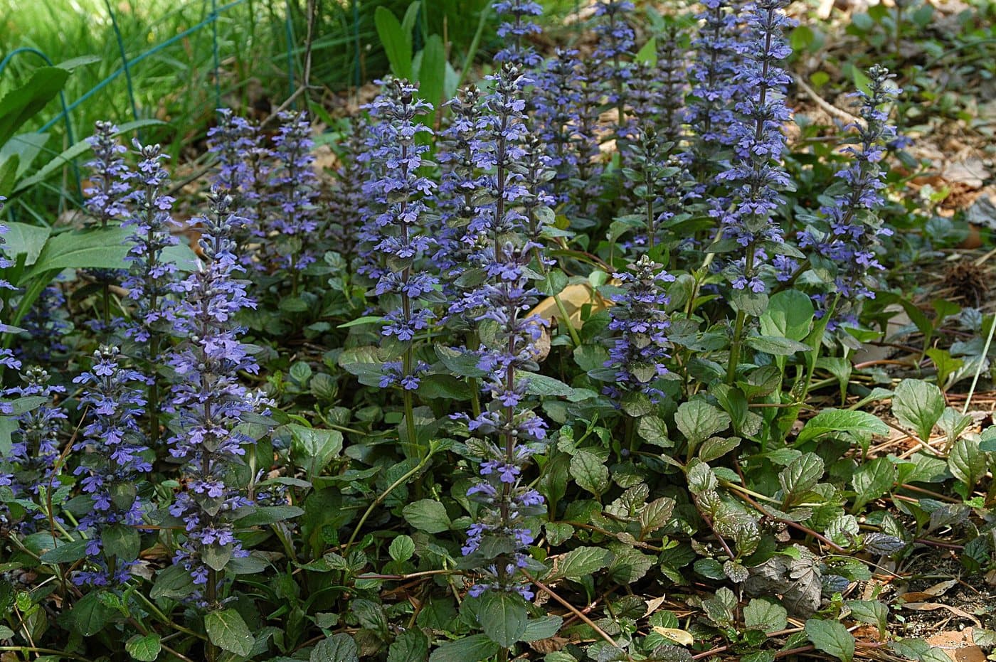 Foto van Kruipend zenegroen (Ajuga reptans)