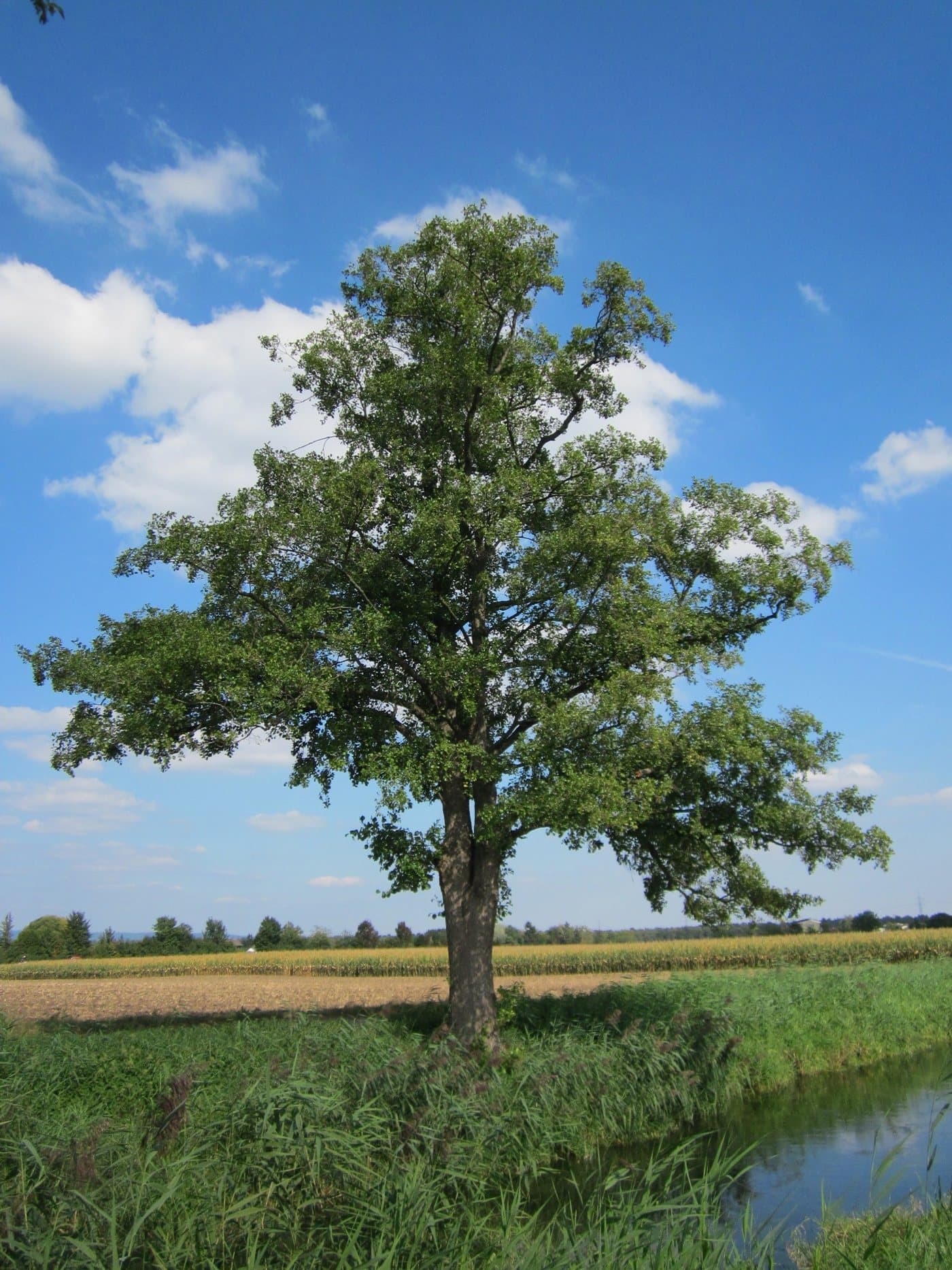 Foto van Zwarte els (Alnus glutinosa)